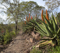 Aloe Garden